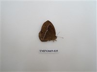 藏品(眼蝶科)的圖片